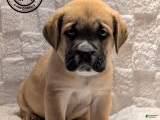 Cane Corso dogs Light Green - Ad 7