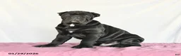 Cane Corso dogs for sale: Miles - Ad 4