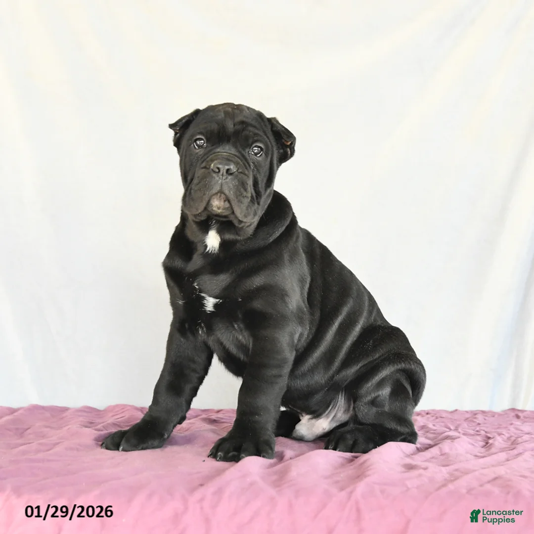 Cane Corso dogs for sale: Miles - Ad 4