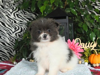 Pomeranian dogs - Ad 17