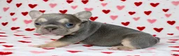 French Bulldog dogs for sale: Luna - Ad 2