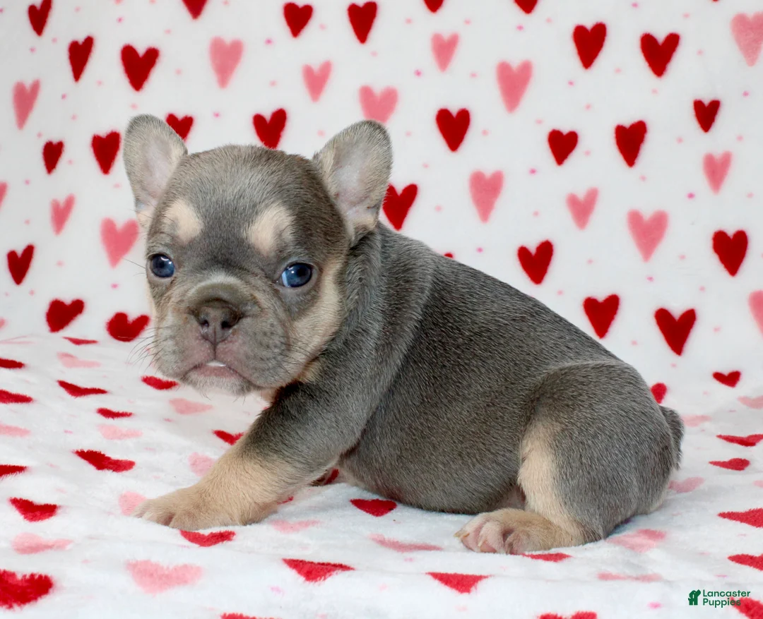 French Bulldog dogs for sale: Luna - Ad 2