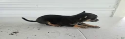 Chihuahua dogs for sale: Maverick  - Ad 7