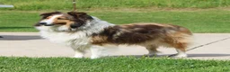 Shetland Sheepdog dogs for sale: Si Si  - Ad 5