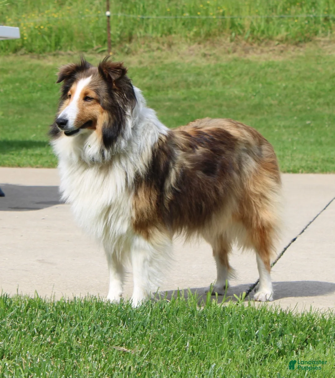 Shetland Sheepdog dogs for sale: Si Si  - Ad 5