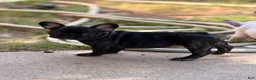 French Bulldog dogs for sale: Vinny - Ad 4
