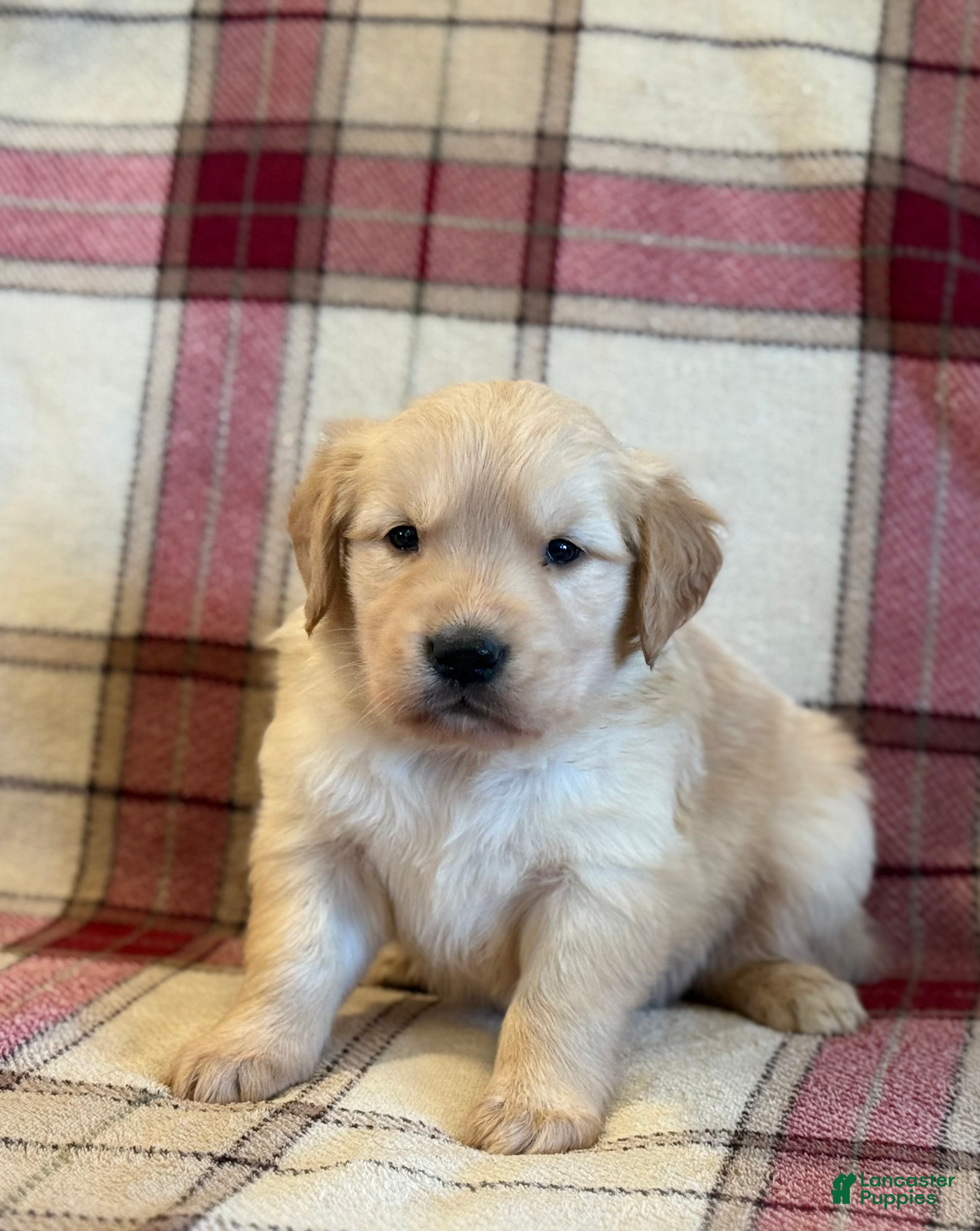 Golden Retriever dogs Sondra - Ad 2