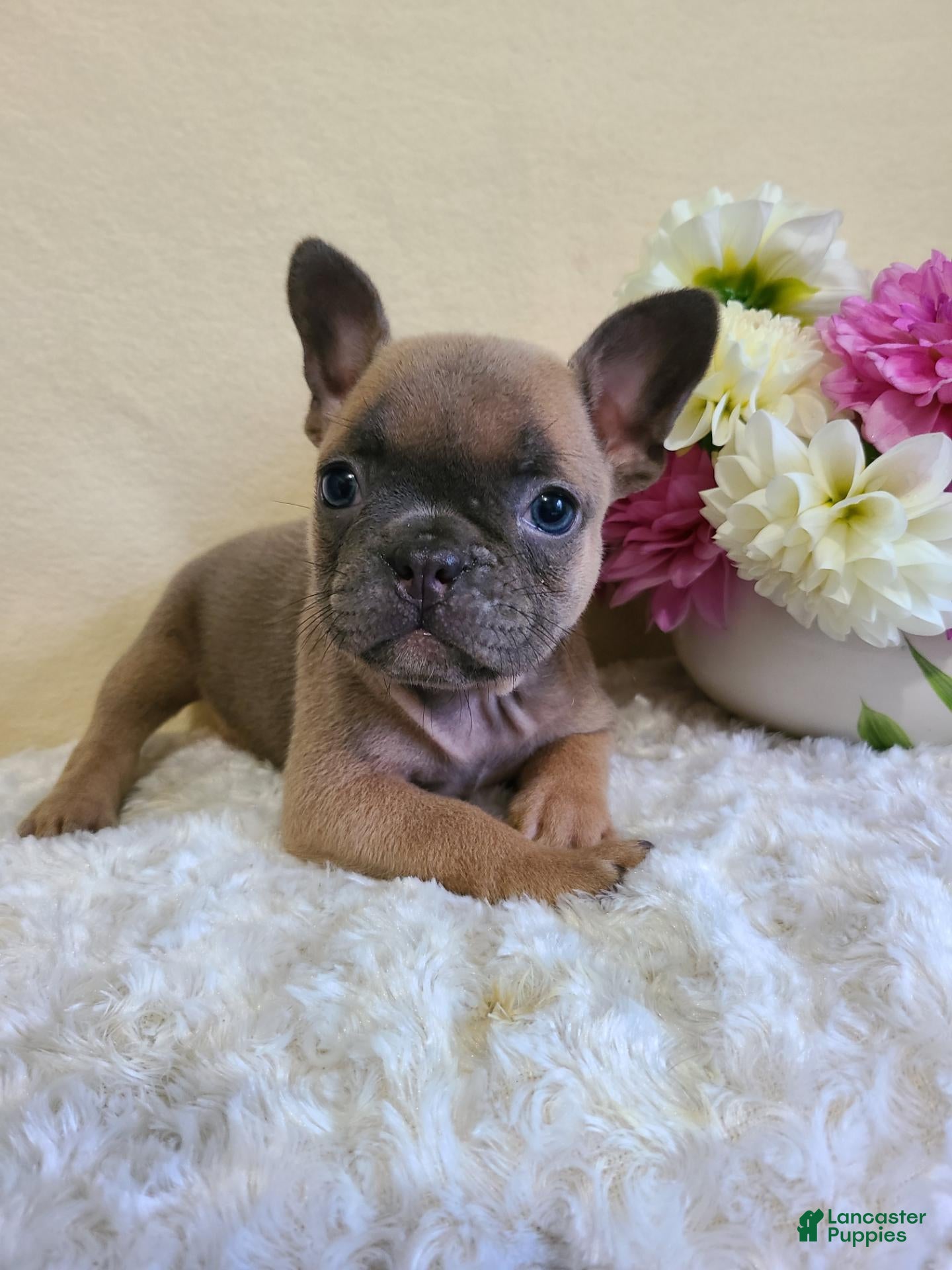 Frenchton dogs Mia - Ad 1