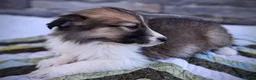 Scotch Collie dogs for sale: Indie - Ad 2