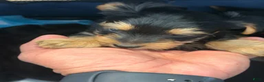 Yorkshire Terrier Puppy 2