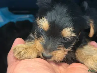 Yorkshire Terrier dogs for sale: Yorkshire Terrier Puppy 2 - Ad 1