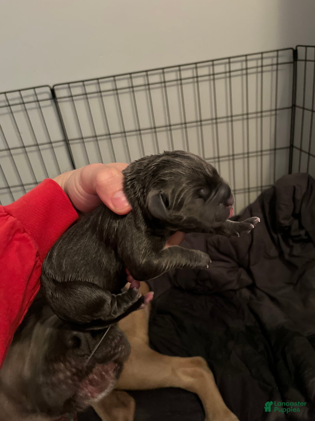 Cane Corso dogs for sale: Cane Corso Litter - Blue Dilutes - Ad 12
