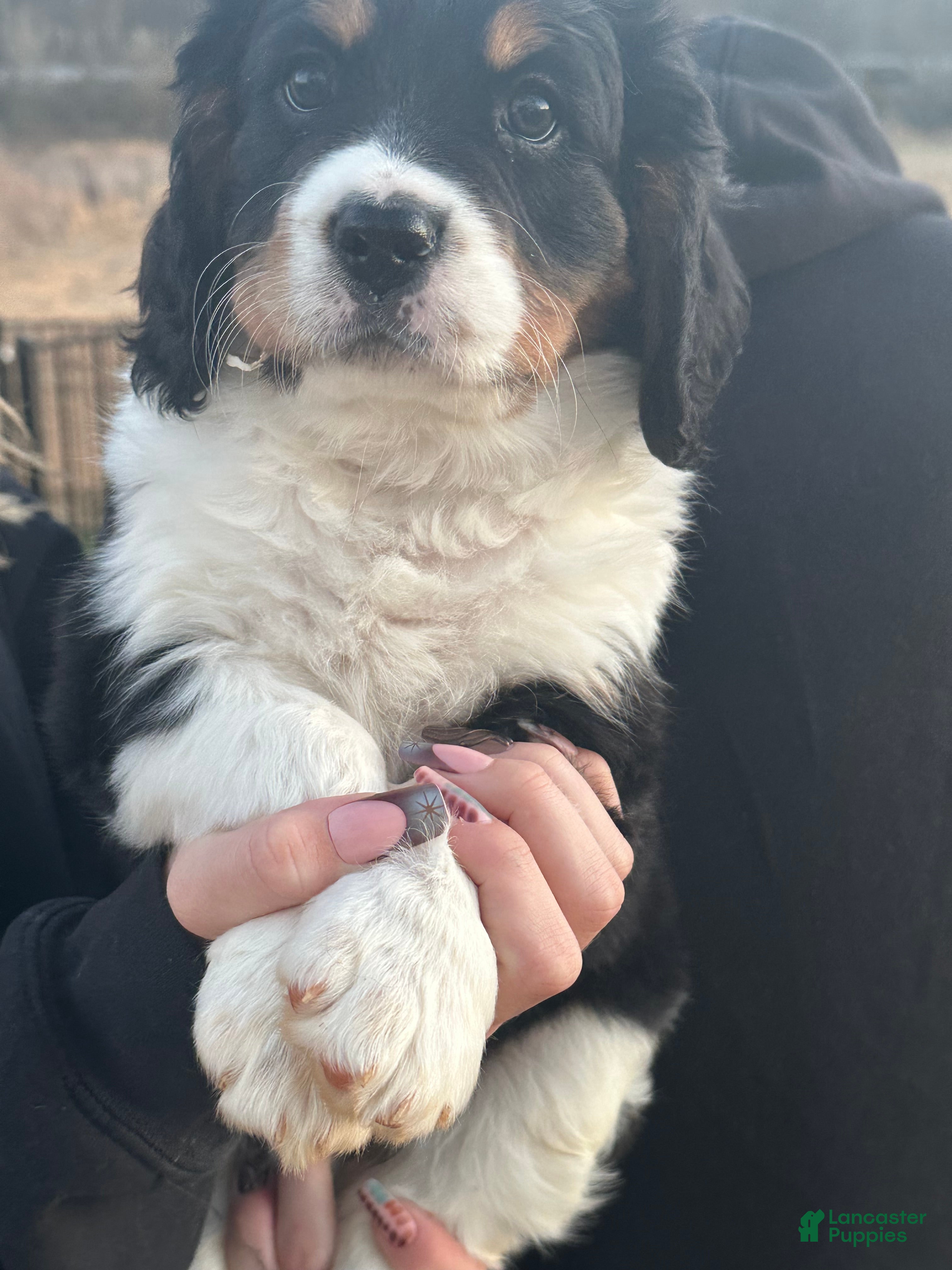 Miniature Bernese Mountain Dog dogs Miniature Bernese Mountain Dog Puppy 2 - Ad 2