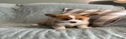 Welsh Corgi Pembroke dogs for sale: Welsh Corgi Pembroke 3 - Ad 20