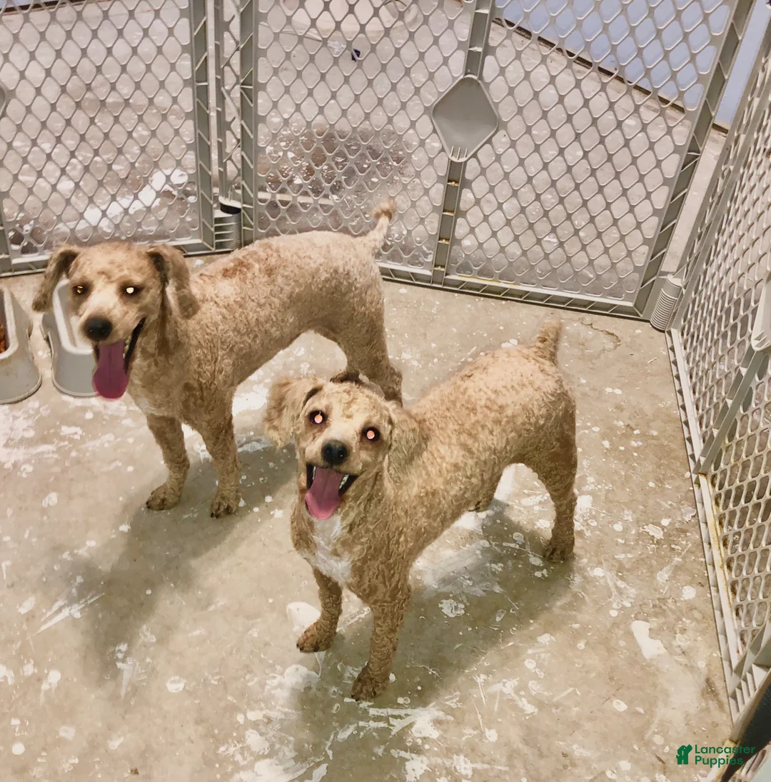 Aussiedoodle dogs for sale: Aussiedoodle Puppy 3 - Ad 8