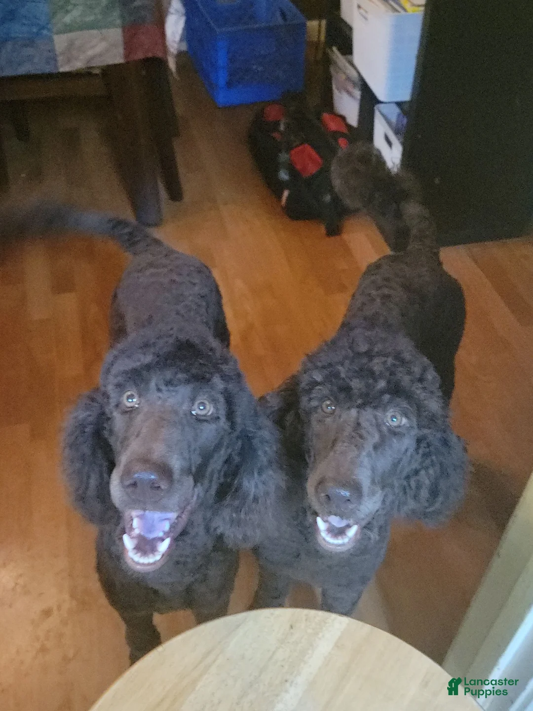 Standard Poodle dogs for sale: Standard Poodle 2 - Ad 1