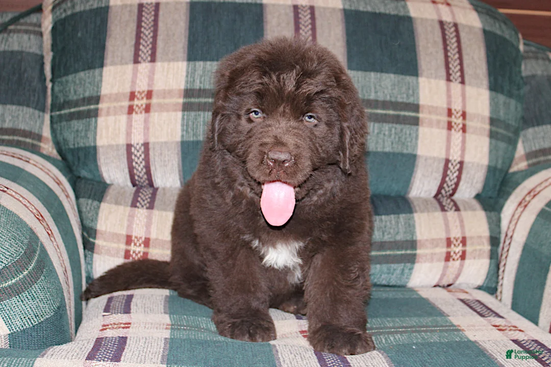 Newfoundland dogs for sale: Ch, OFA, AKC Ariane - Ad 5