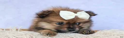 Pomeranian dogs for sale: Flynn  - Ad 6