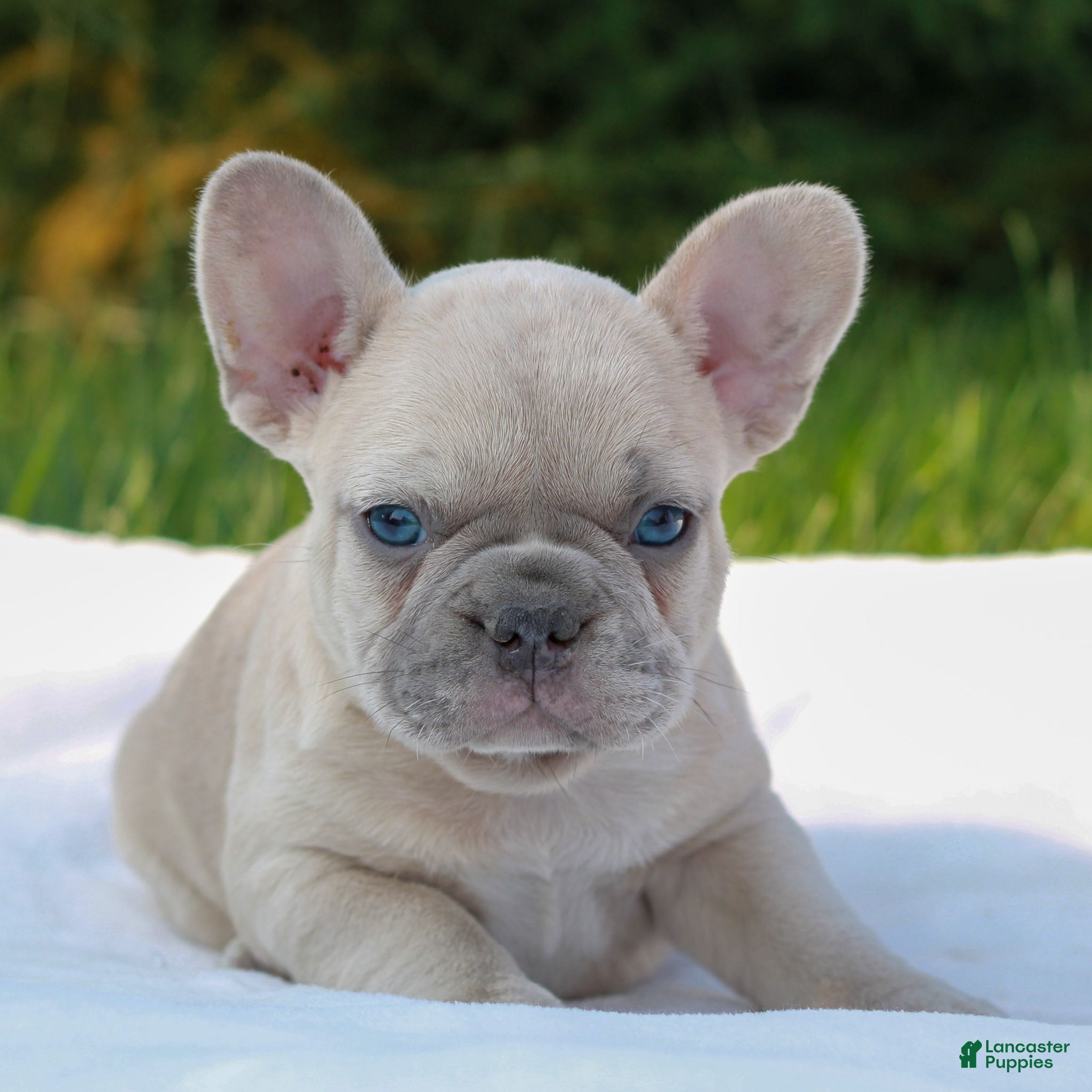 French Bulldog dogs Lucy  - Ad 2