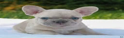 French Bulldog dogs for sale: Lucy  - Ad 2
