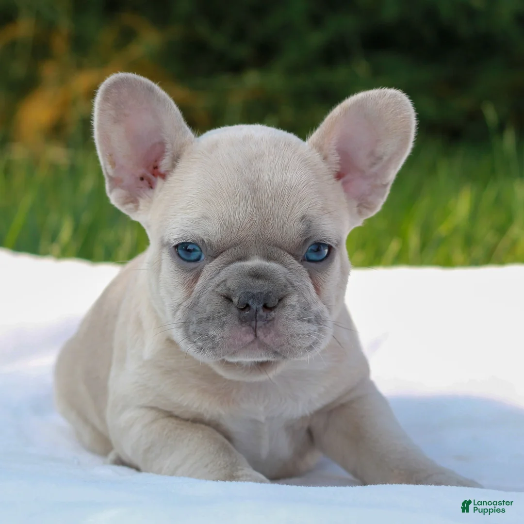 French Bulldog dogs for sale: Lucy  - Ad 2