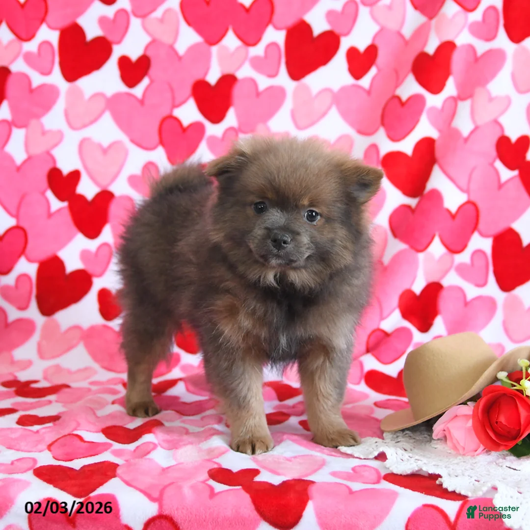 Pomeranian dogs for sale: Gomer - Ad 2