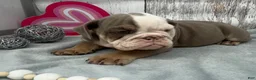 English Bulldog dogs for sale: Leo - Ad 3