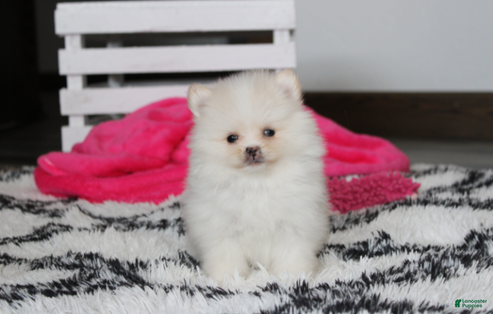 Pomeranian dogs Remi - Ad 1