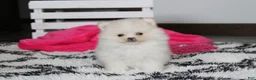 Pomeranian dogs for sale: Remi - Ad 1