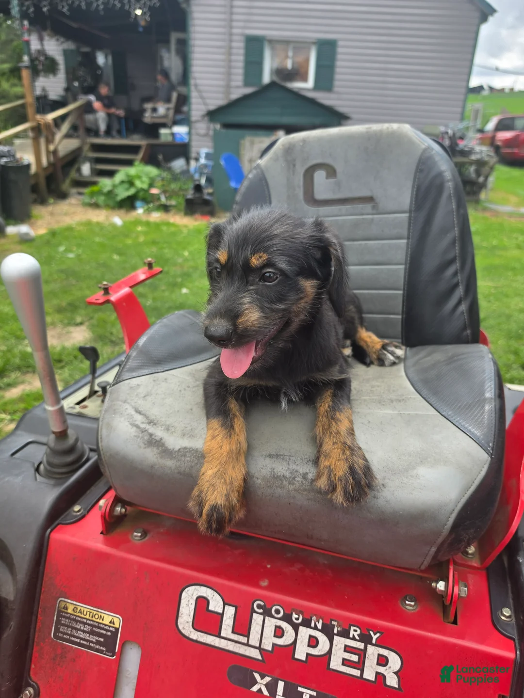 Mixed Breed dogs for sale: Girl 5 - Brown - Ad 2