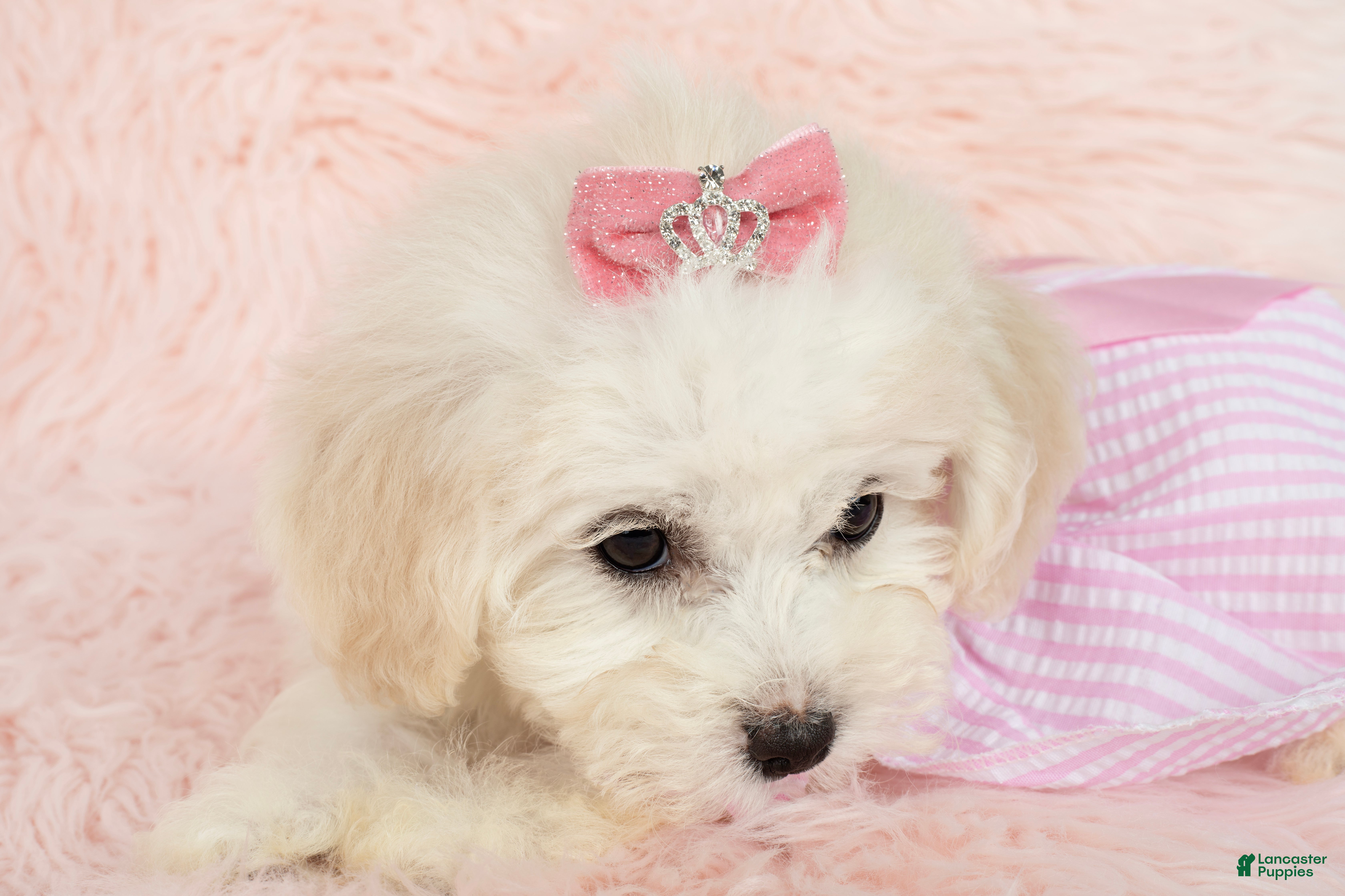 Maltipoo dogs Pearl - Ad 1
