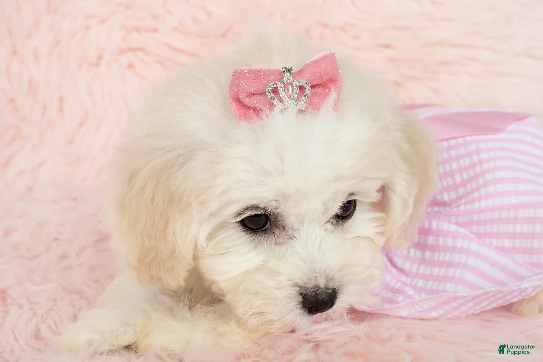 Maltipoo dogs for sale: Pearl - Ad 1