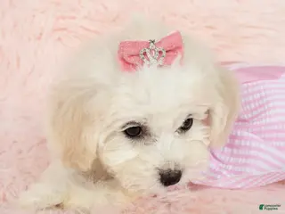 Maltipoo dogs for sale: Pearl - Ad 2