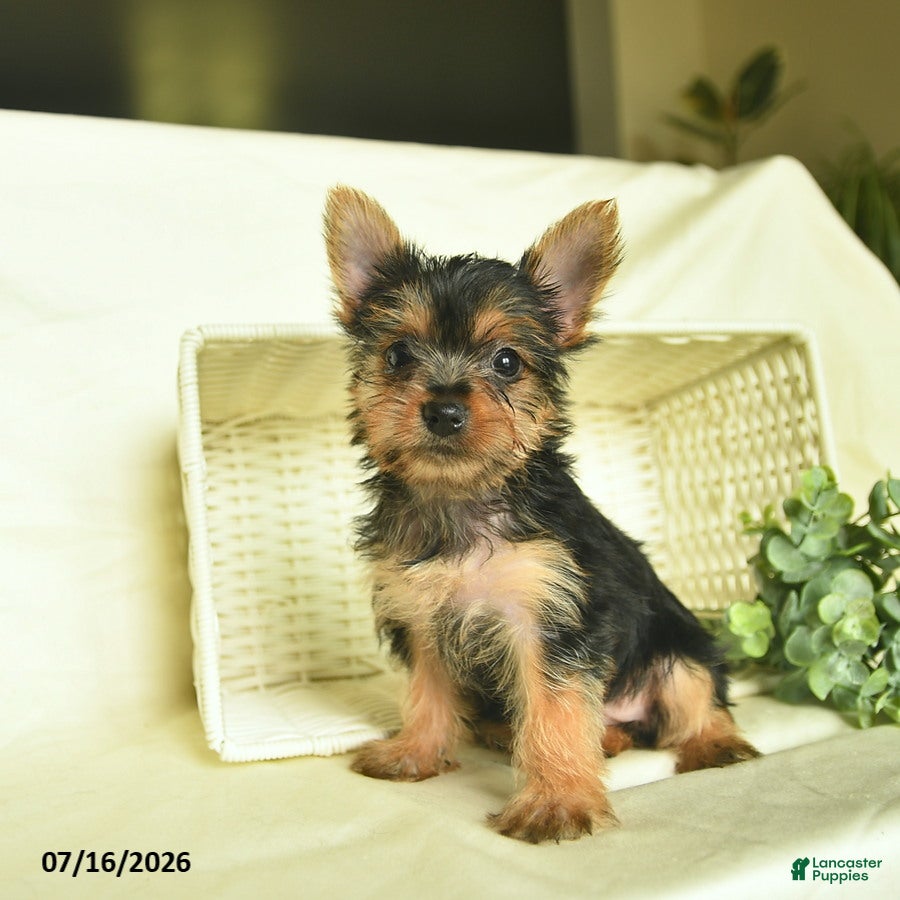 Yorkshire Terrier dogs Lily  - Ad 1