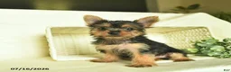 Yorkshire Terrier dogs for sale: Lily  - Ad 1