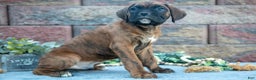 Boxer dogs for sale: Rocky - Ad 2