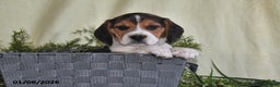 Beagle dogs for sale: Jefferson - Ad 2