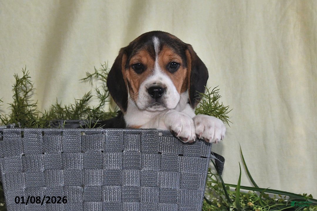 Beagle dogs for sale: Jefferson - Ad 2