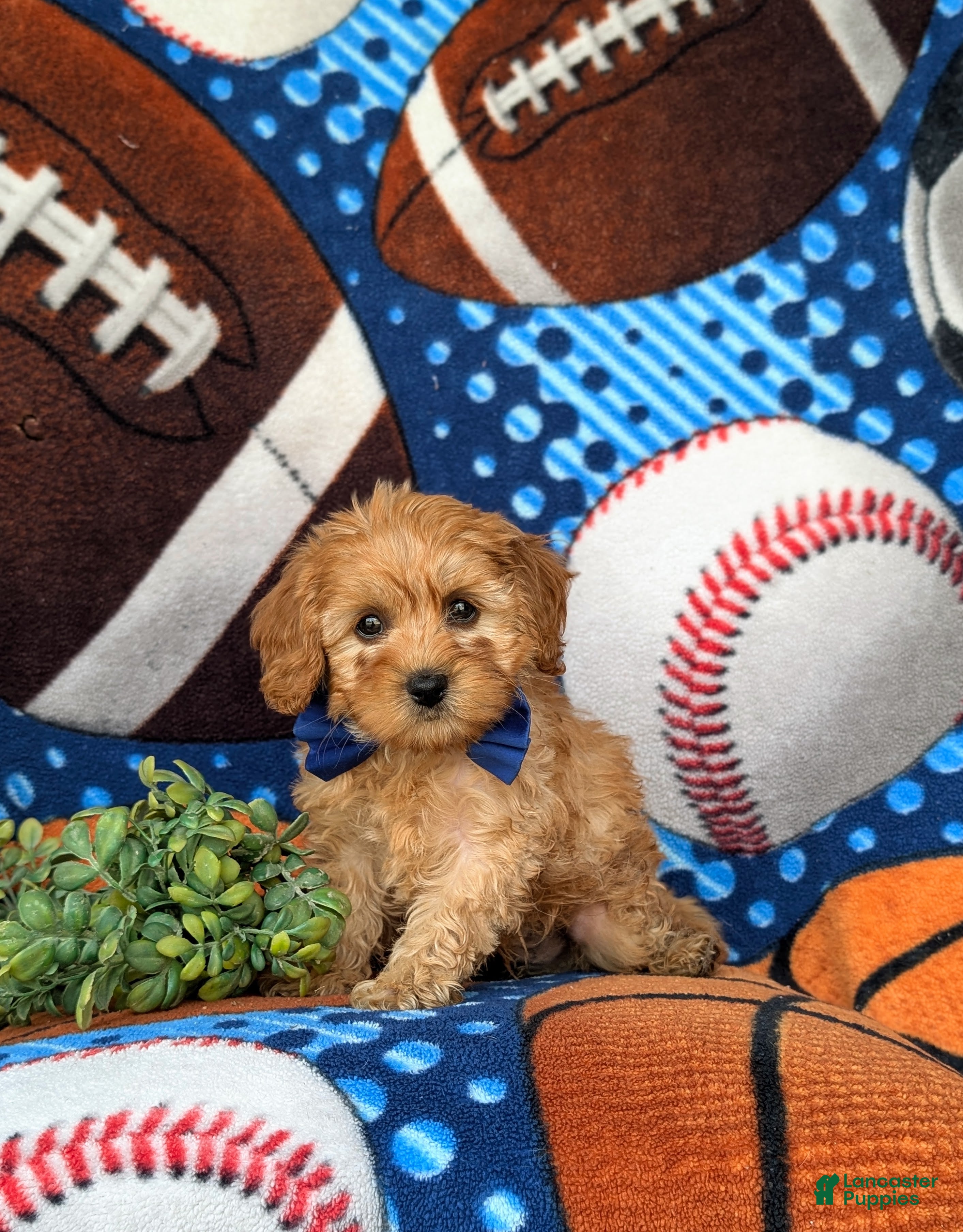 Cockapoo dogs Bryant 9 lbs Full Grown - Ad 1