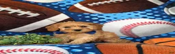 Cockapoo dogs for sale: Bryant 9 lbs Full Grown - Ad 1
