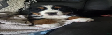 Bernese Mountain Dog Puppy 2