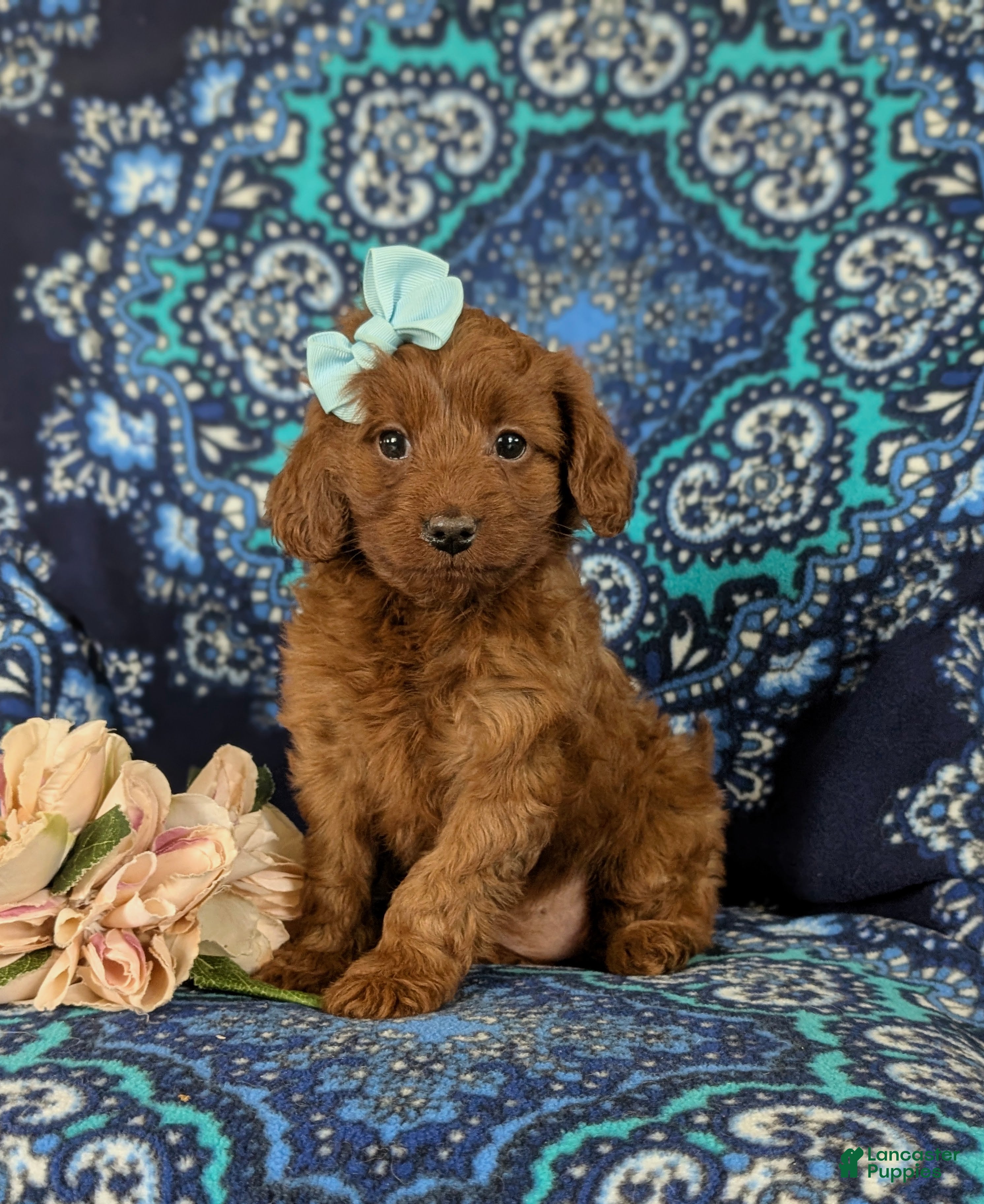 Cavapoo dogs India - Ad 1