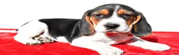 Beagle dogs for sale: Mike - Ad 1