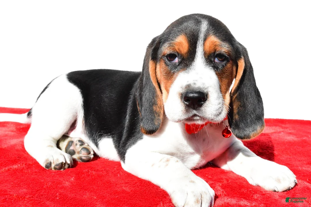 Beagle dogs for sale: Mike - Ad 1