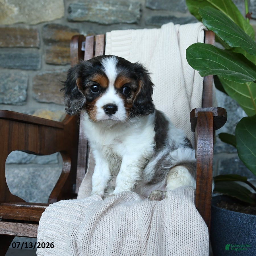 Cavalier King Charles Spaniel dogs for sale: Kentucky - Ad 4