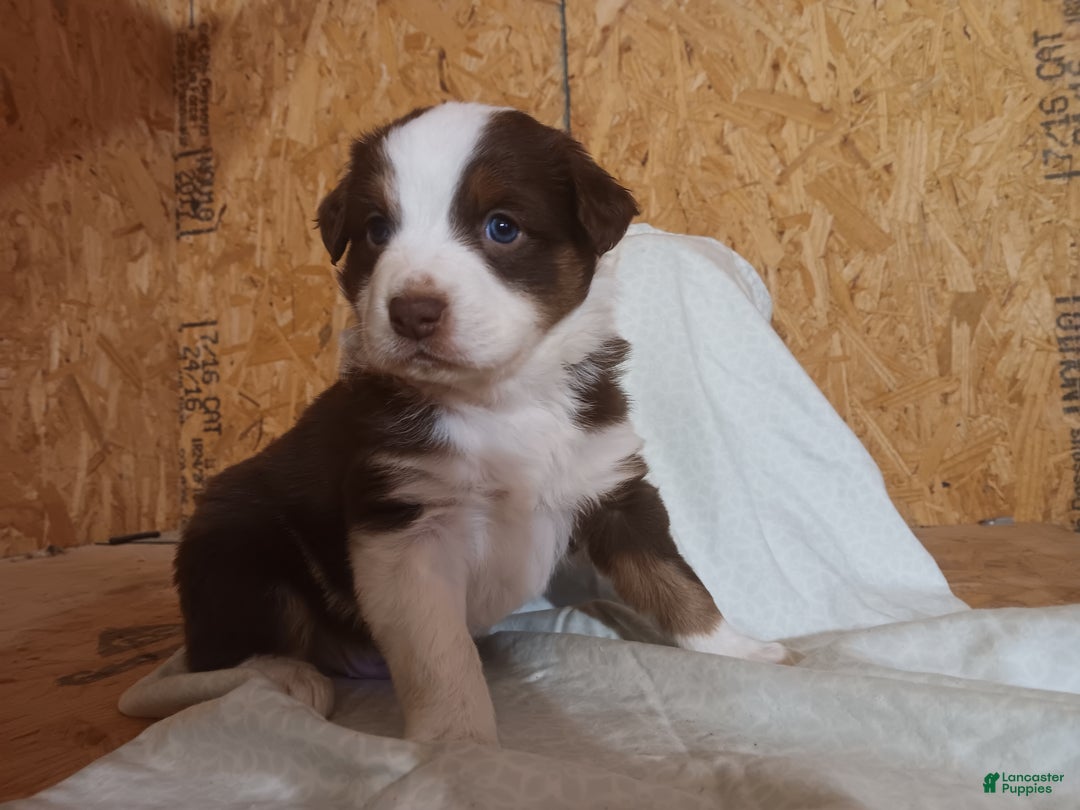 Australian Shepherd dogs for sale: Mocha - Ad 5