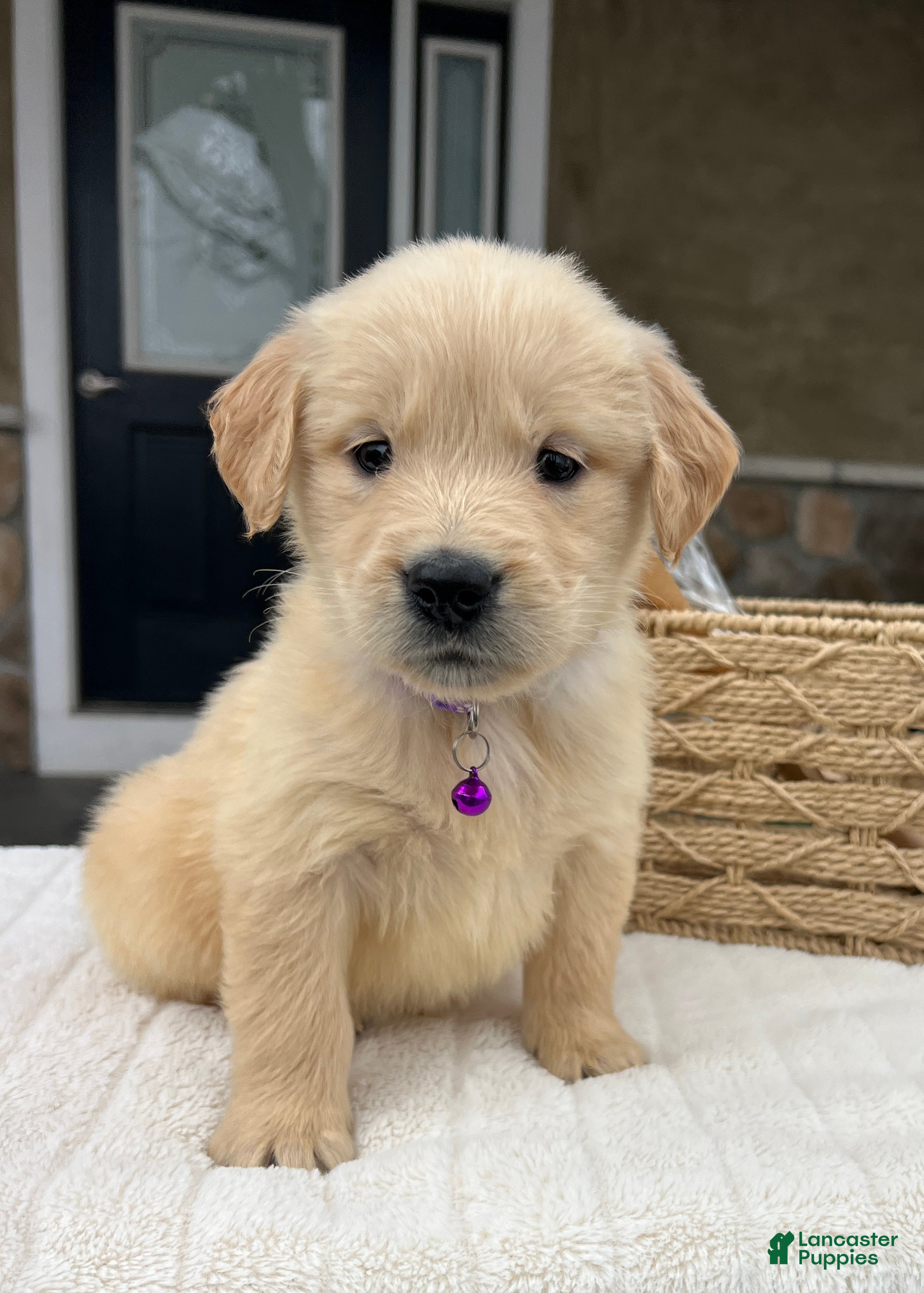 Golden Retriever dogs Daisy - Ad 2