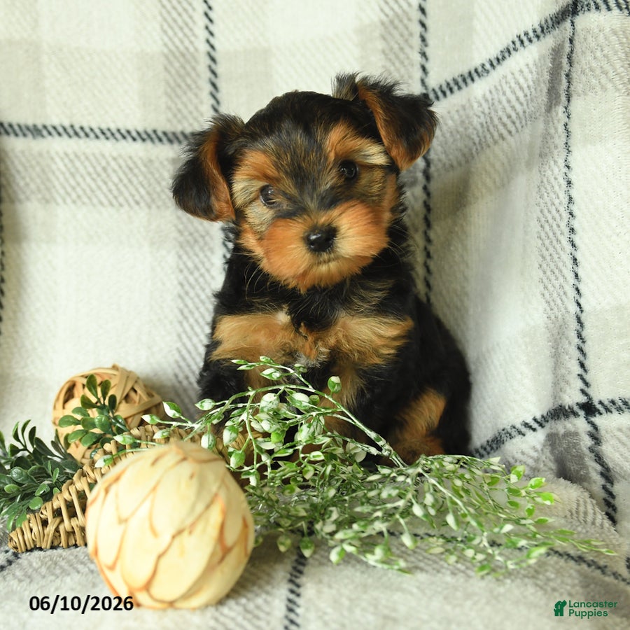 Yorkshire Terrier dogs Victor - Ad 1