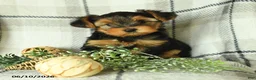 Yorkshire Terrier dogs for sale: Victor - Ad 1
