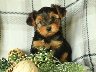 Yorkshire Terrier dogs for sale: Victor - Ad 3